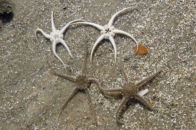 Schlangensterne auf dem Strand Schlangensterne auf dem Strand