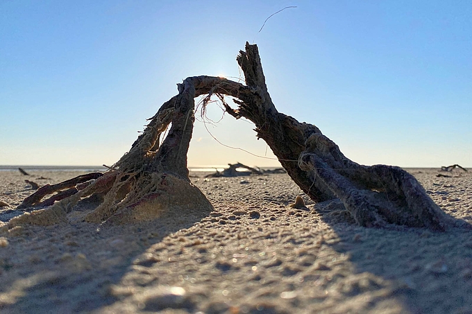 Freigelegte Wurzeln am Strand