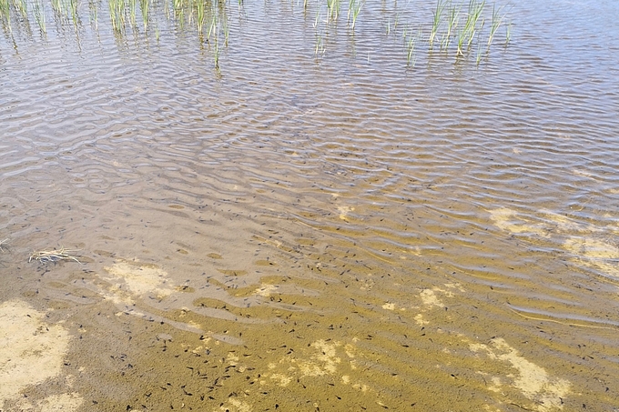 Kaulquappen im Flachwasser