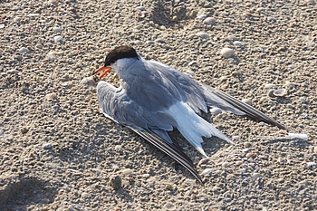 Tote Flussseeschwalbe auf Sandstrand