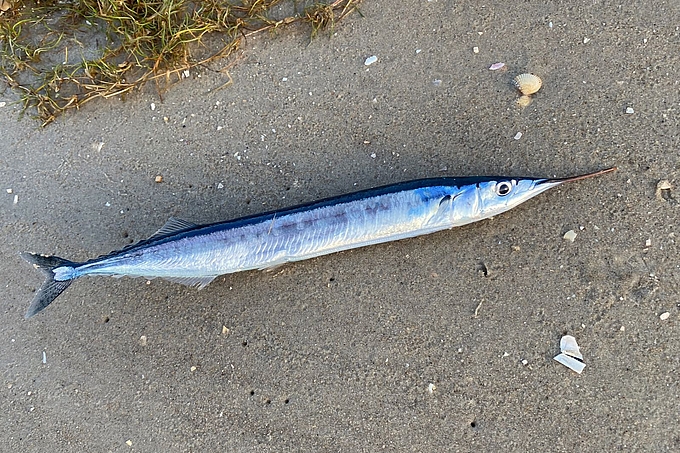 Makrelenhecht am Strand