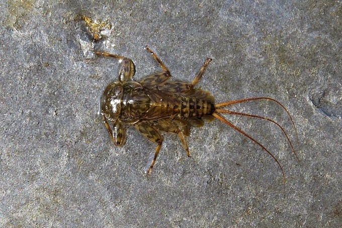 Larve mit drei schmalen Kiemenblättern Larve mit drei schmalen Kiemenblättern