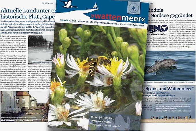 Collage von Titel- und Innenseiten