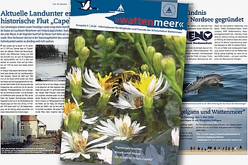 Collage von Titel- und Innenseiten