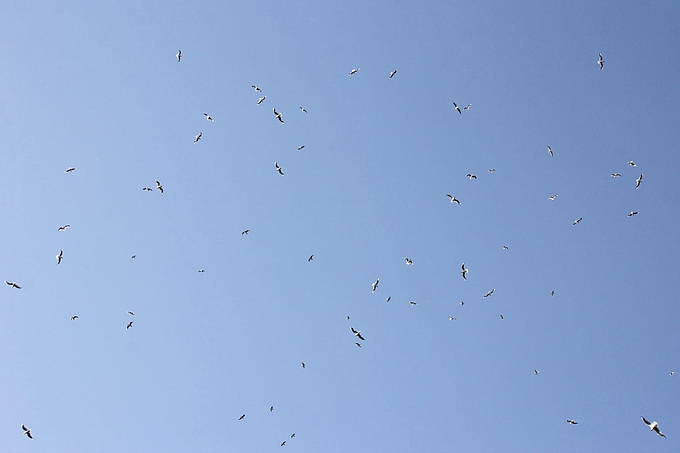 Zahlreiche fliegende Lach- und Sturmmöwen