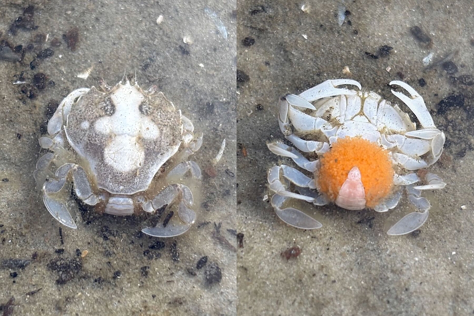 Collage: Plattfußkrabbe von oben und unten Collage: Plattfußkrabbe von oben und unten