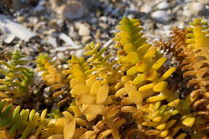 Salzmiere im Herbst am Strand