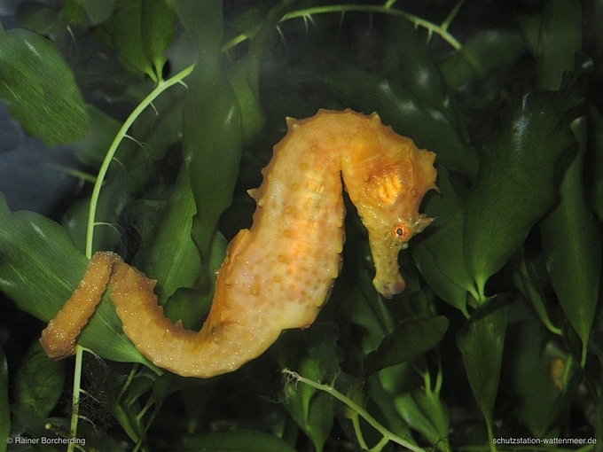 Seepferdchen in Wasserpflanzen