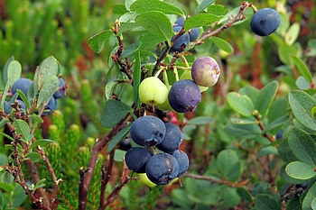 Verschieden alte Früchte 