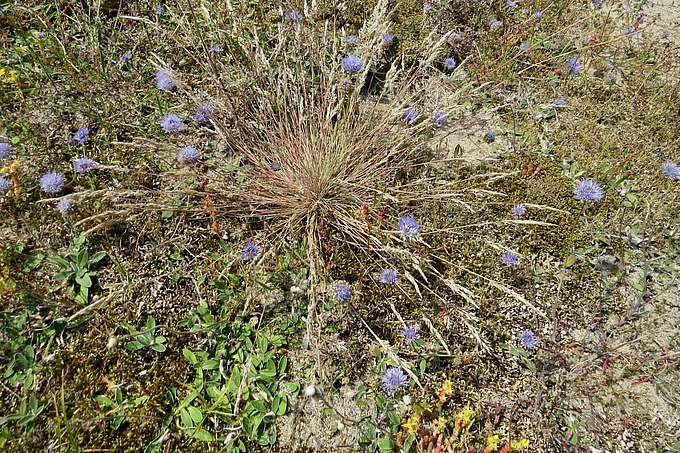 Bunte Pflanzenvielfalt