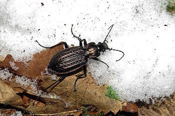 Käfer auf Schnee