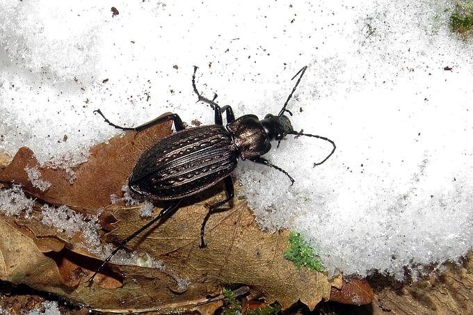 Käfer auf Schnee