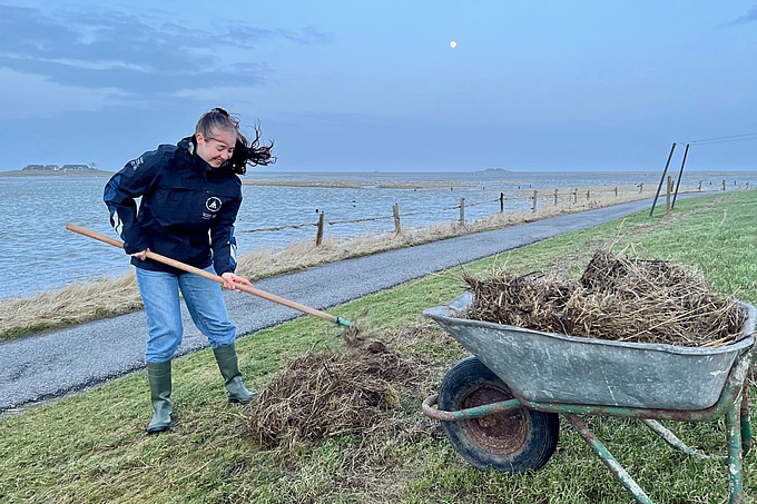 Freiwillige lädt Treibgut in Schubkarre