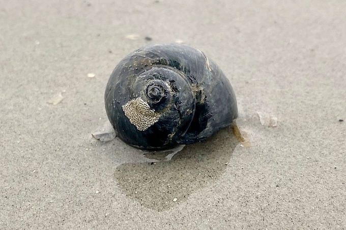 Nabelschnecke auf dem Strand