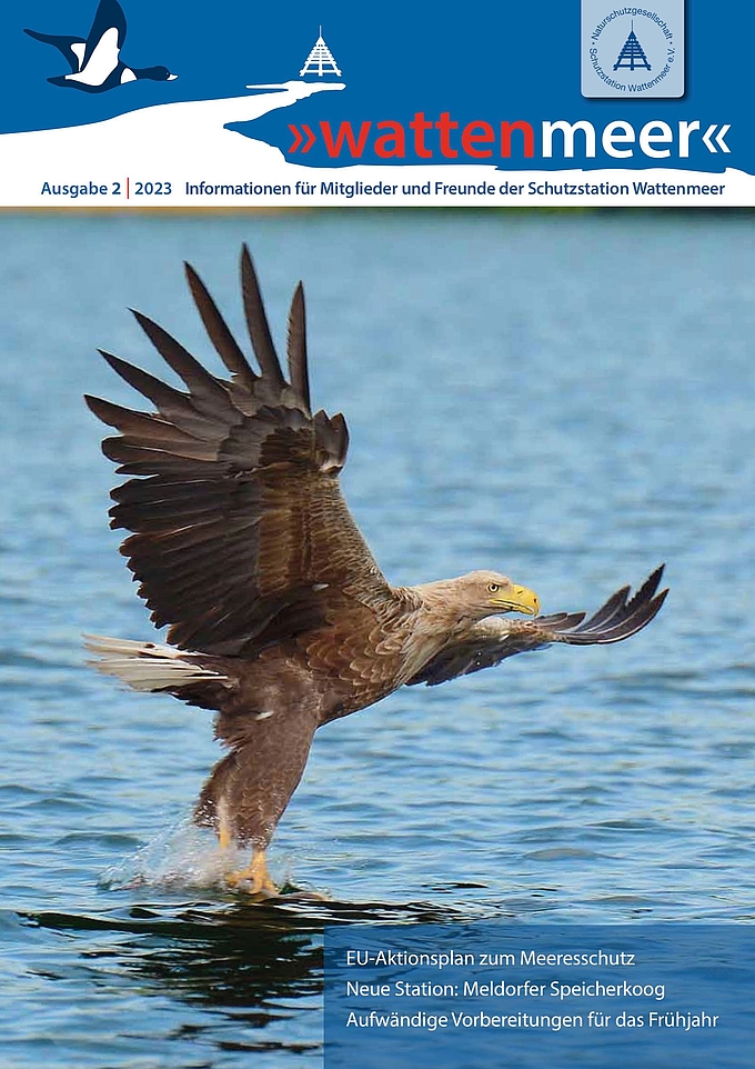 Seeadler beim Fischfang