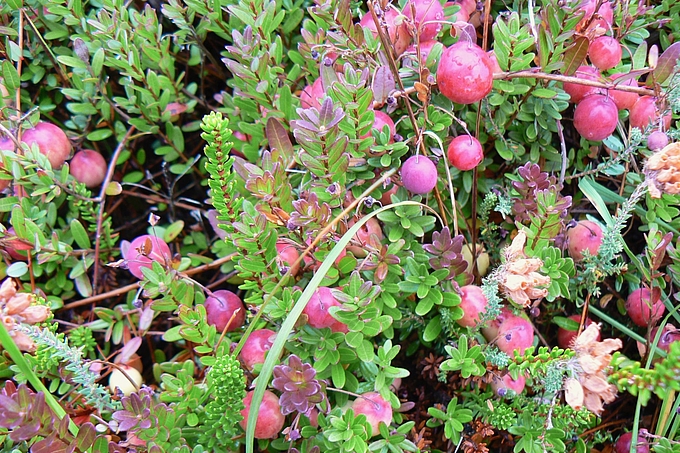 Cranberry mit Blüten und Früchten