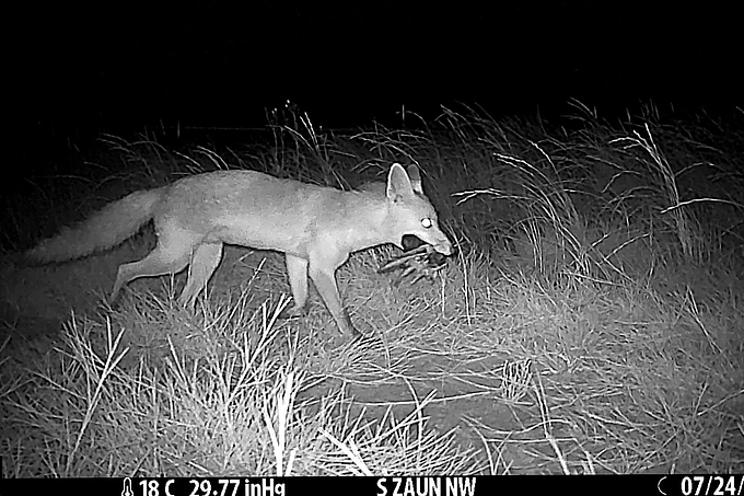 Fuchs mit Beute nachts vor Wildkamera Fuchs mit Beute nachts vor Wildkamera