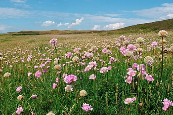 Blütenteppich