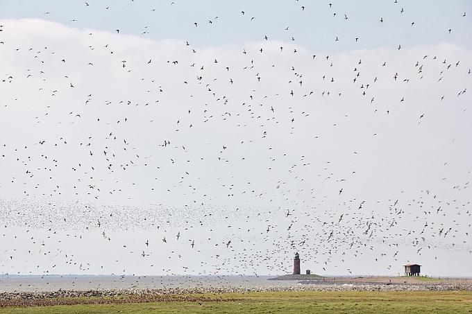 Vogelschwarm Hallig Langeneß