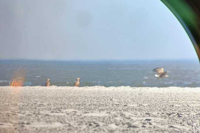 Zwei sitzende und ein auffliegender Seeadler auf dem Japsand