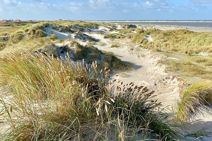 Hoher Dünenkamm mit Strandhafer Hoher Dünenkamm mit Strandhafer