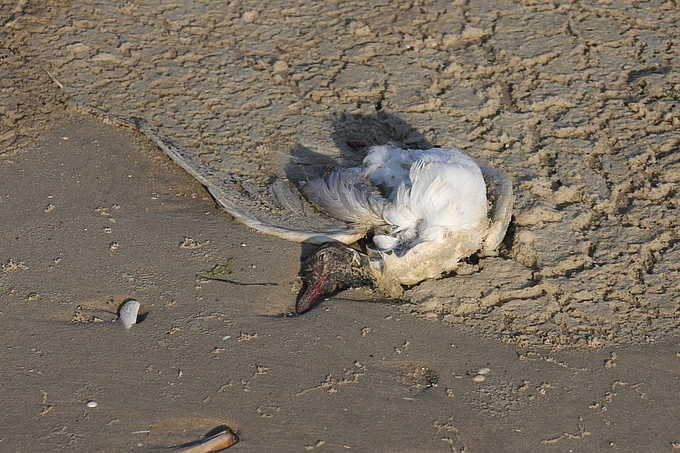 Tote Lachmöwe im Spülsaum