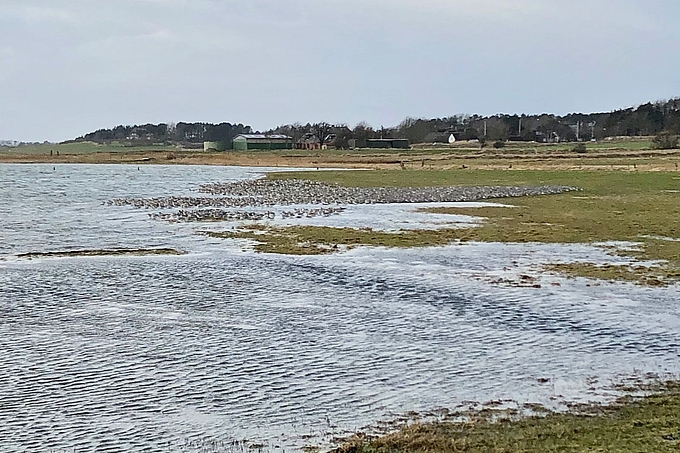 Vogelschwärme im nassen Grünland