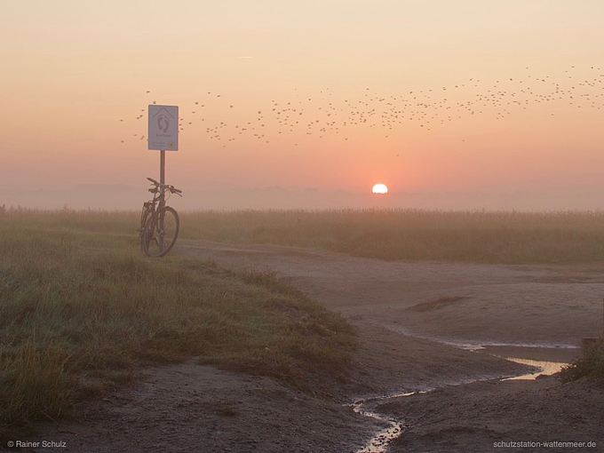 Sonnenaufgang und Vogelschwarm am Watt