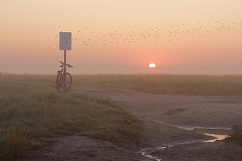 Sonnenaufgang und Vogelschwarm am Watt