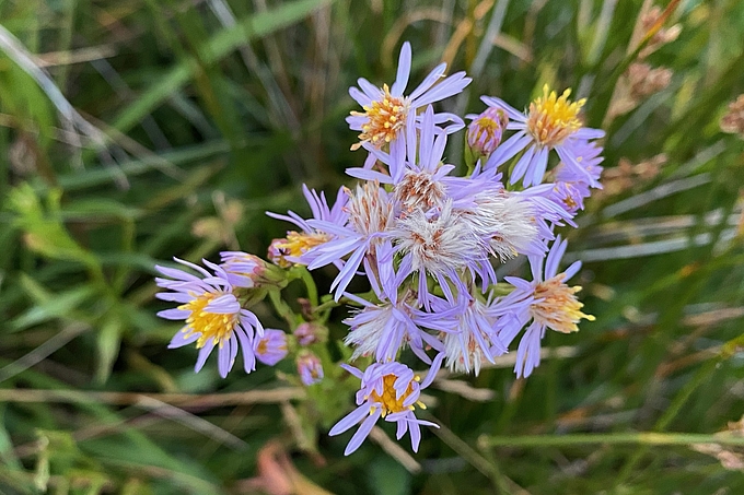 Blühende Strandaster