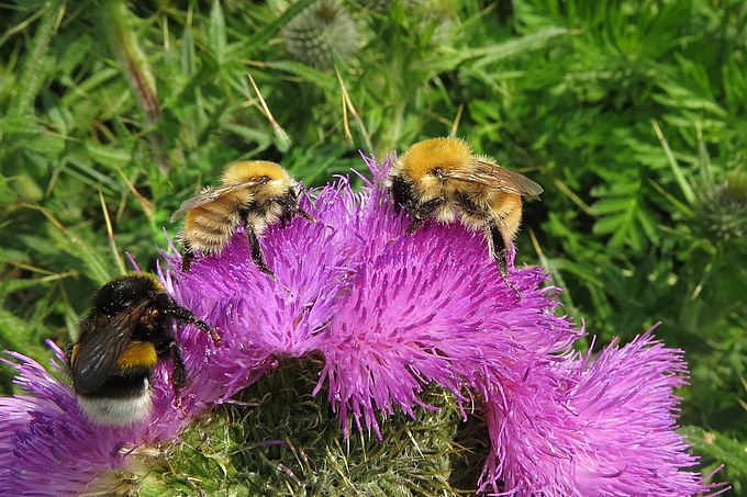 Drei Hummeln auf Blüte
