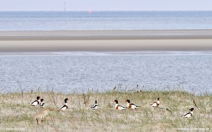 Auffällig gefärbte Brandgänse im Wattenmeer 