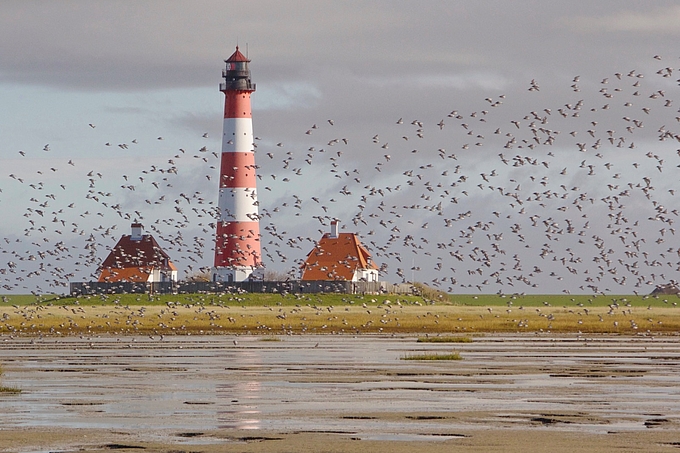 Vogelschwarm am Leuchtturm Westerhever