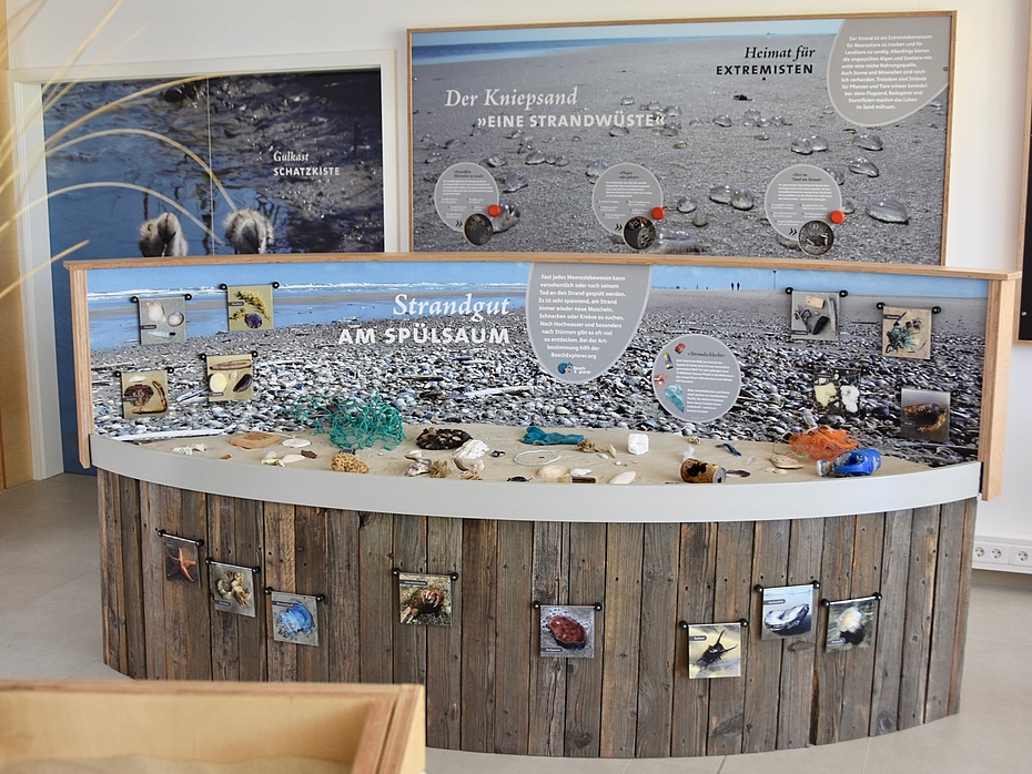 Strandmodell mit Muscheln, Treibgut und anderen Funden