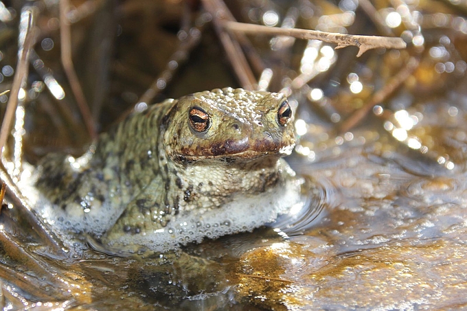 Erdkröte in Tümpel