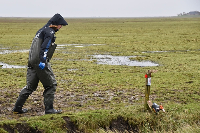 Freiwillige an Rattenfalle auf Hallig Hooge
