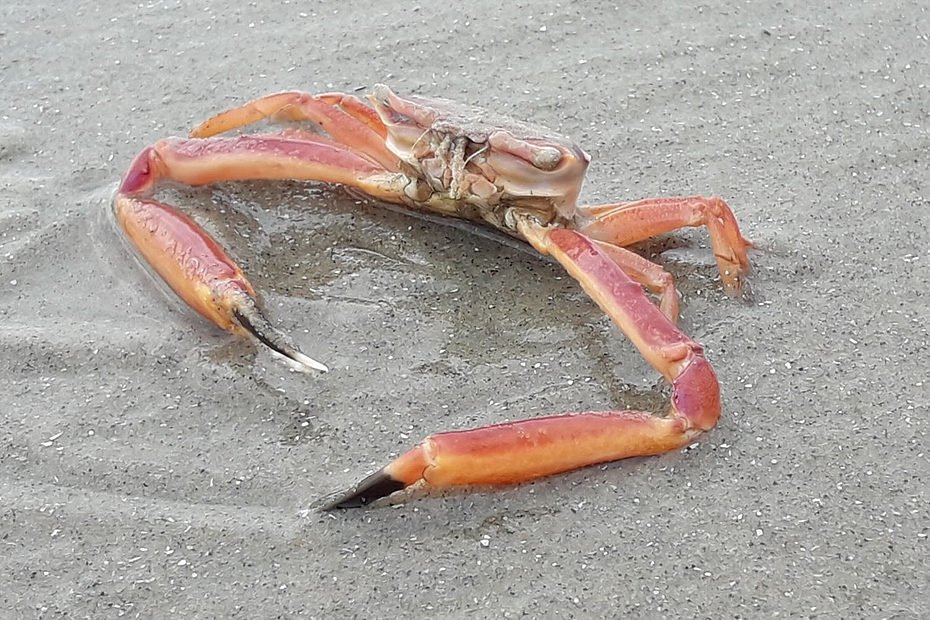 Stielaugenkrabbe im Watt Stielaugenkrabbe im Watt