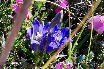 Blüten von Lungenenzian und Glockenheide