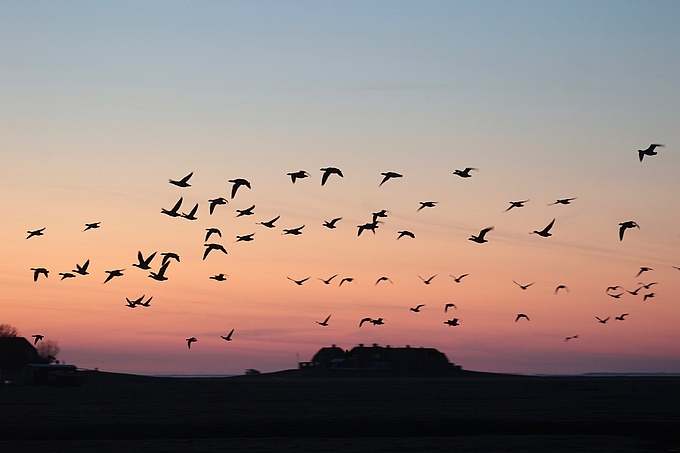 Gänse fliegen im Abendlicht