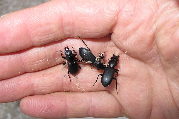 Drei dunkle Käfer auf Hand