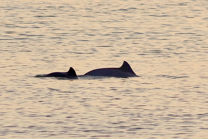 Zwei Schweinswale in ruhigem Wasser