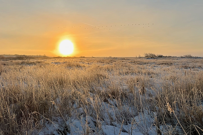 Kurz nach Sonnenaufgang ziehen Nonnengänse landeinwärts