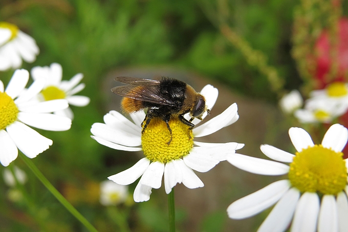 Dunkel behaarte Schwebfliege Dunkel behaarte Schwebfliege