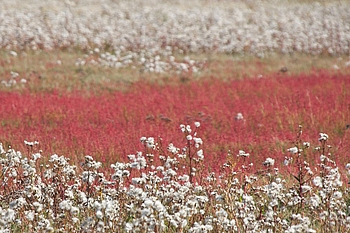 Weiße und rote Farbflächen