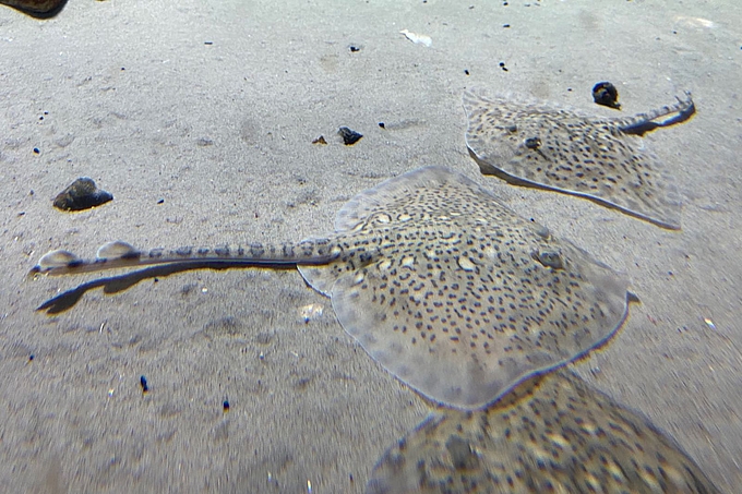 Drei Nagelrochen im Aquarium