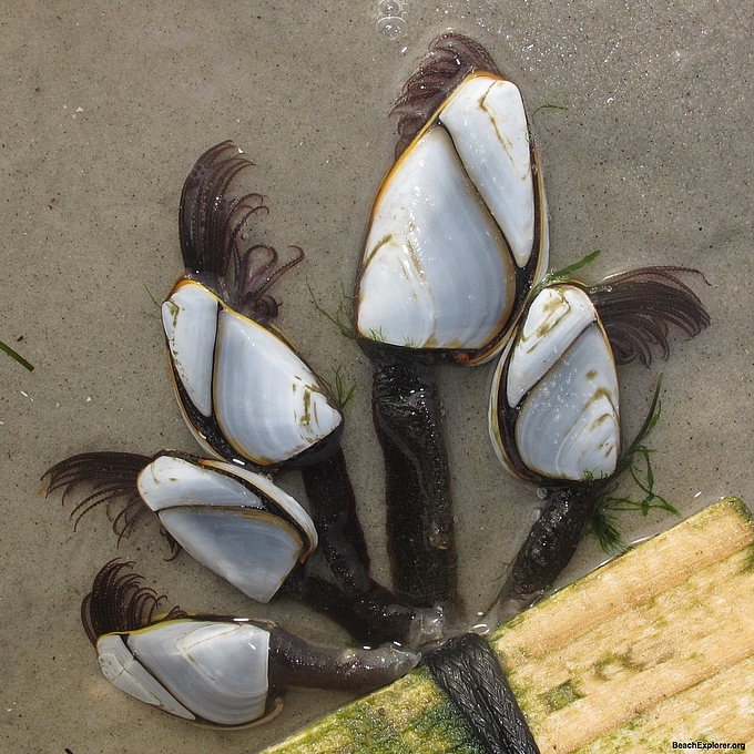 Gewöhnliche Entenmuscheln an Treibholz