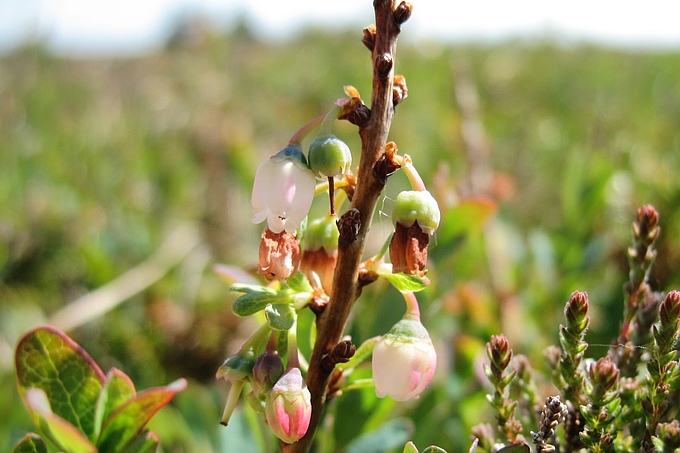 Kleine weiß-rosa Blüten