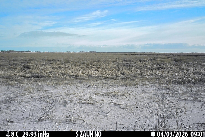 Salzwiese am Schutzgebiet Salzwiese am Schutzgebiet