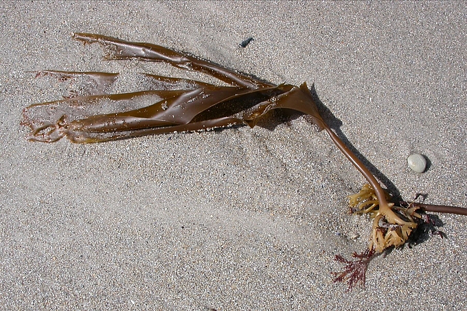 Palmtang auf dem Strand Palmtang auf dem Strand