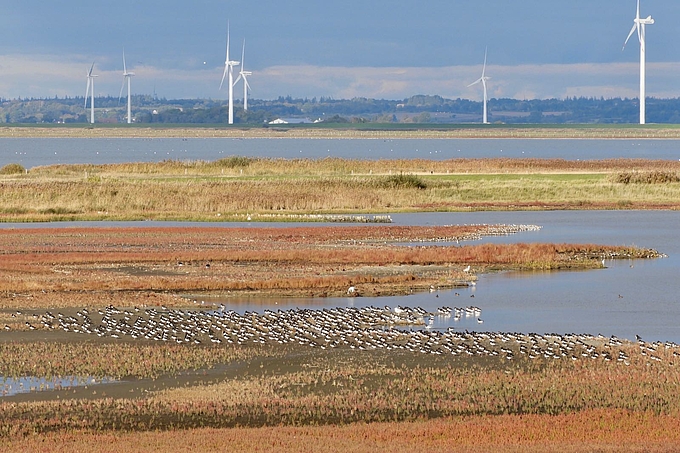 Vogelschwärme im bunter Salzwiese